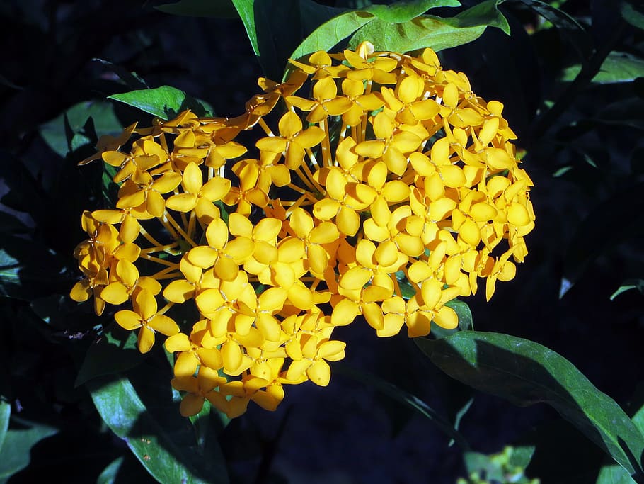 flower, ixora, yellow, exotic, yellow flower, pompom, botany