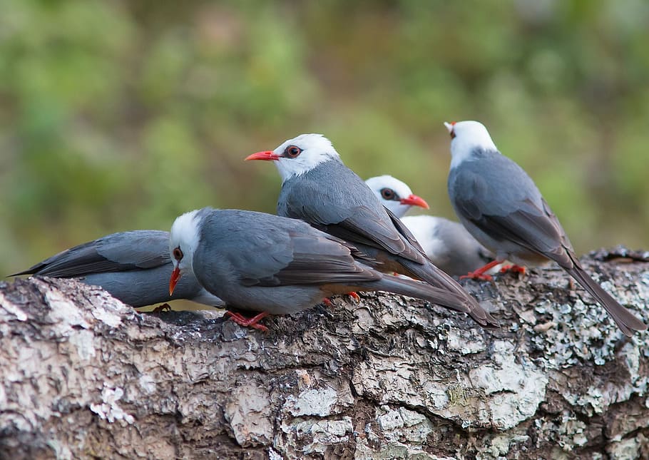 Grey, White Head, Prot, Birds, grey-white head prot, angkhang