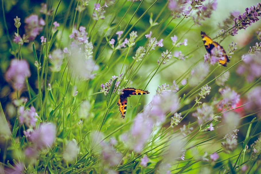 tilt shift photography of butterflies, photo of two butterflies on flowers, HD wallpaper