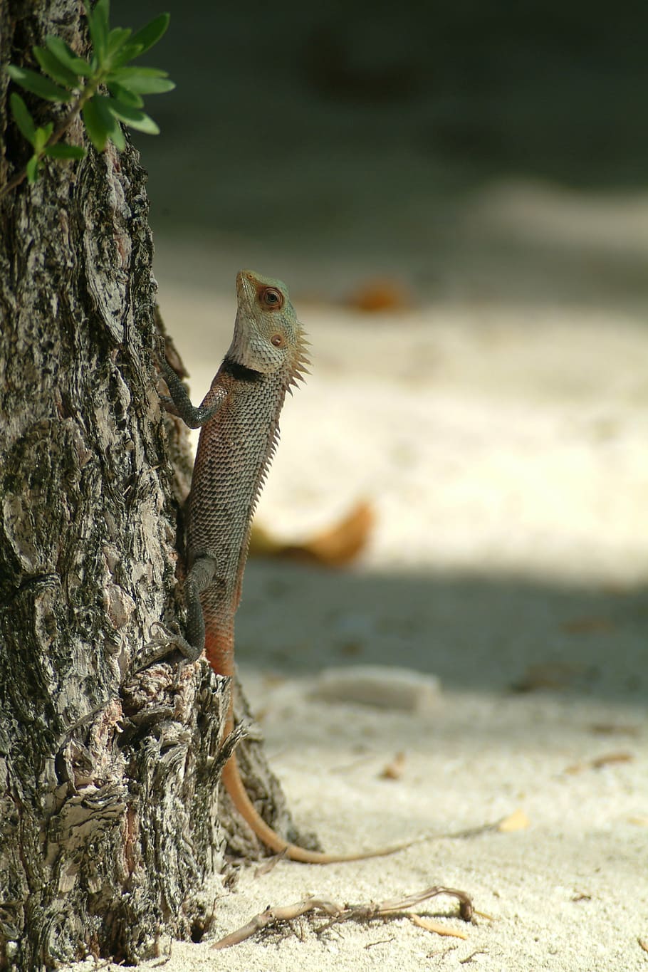 lizard, gecko, maldives, animal themes, one animal, animal wildlife HD wallpaper