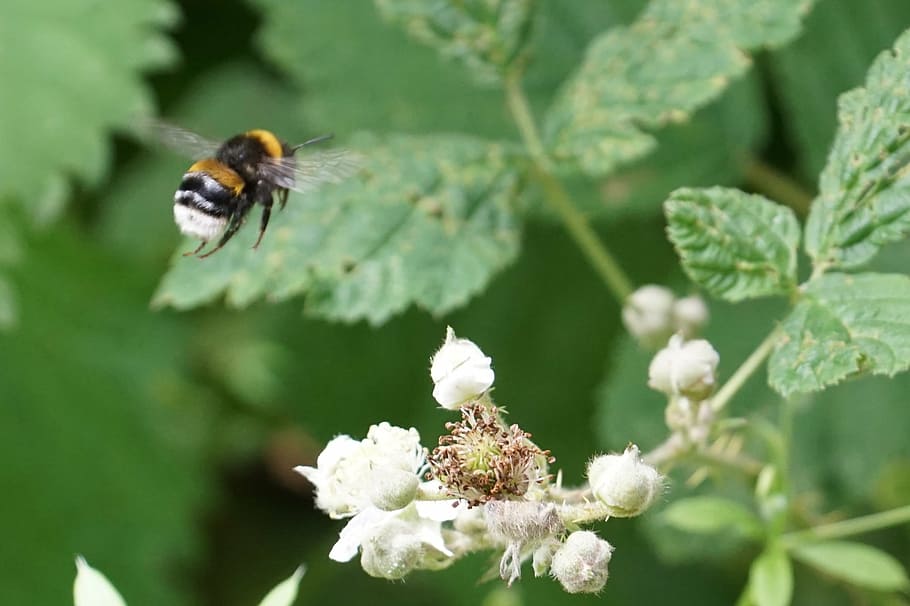 bumble bee, honey, summer, pollen, nature, honeycomb, meadow HD wallpaper