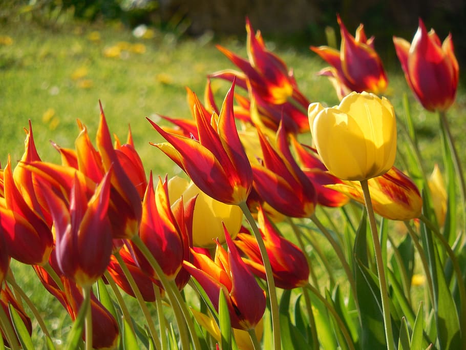 tulips, flower bulbs, bed, garden, spring, flowering plant, HD wallpaper