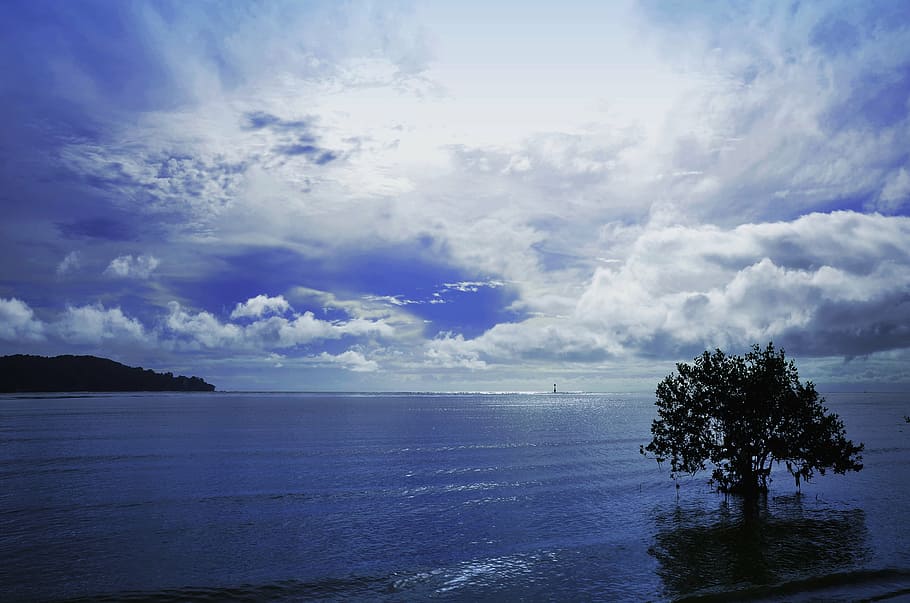 tree on body of water under skies at daytime, sea, blue, clouds HD wallpaper