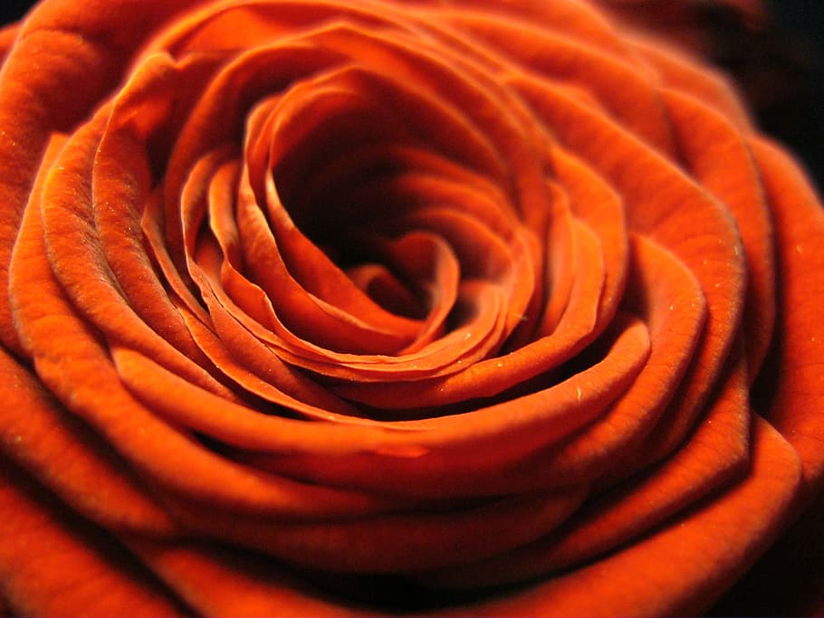 rose, red, close, blossom, bloom, romance, plant, flower, love HD wallpaper
