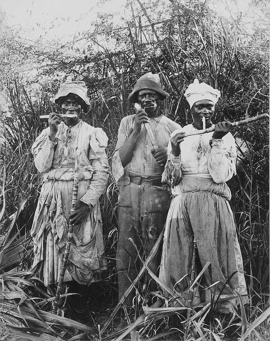 sugar cane harvest, jamaica, 1880, black and white, nature