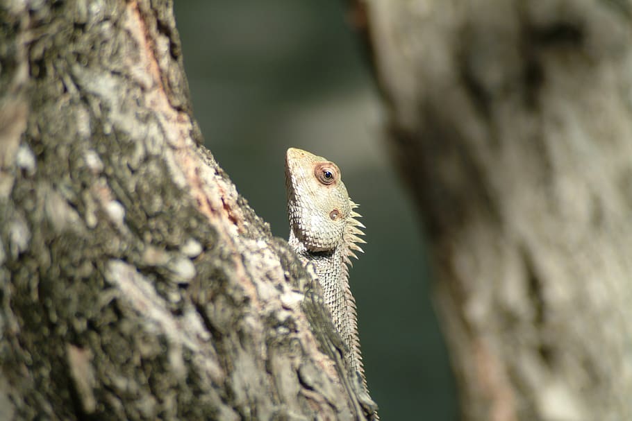 lizard, gecko, maldives, animal themes, one animal, animal wildlife HD wallpaper