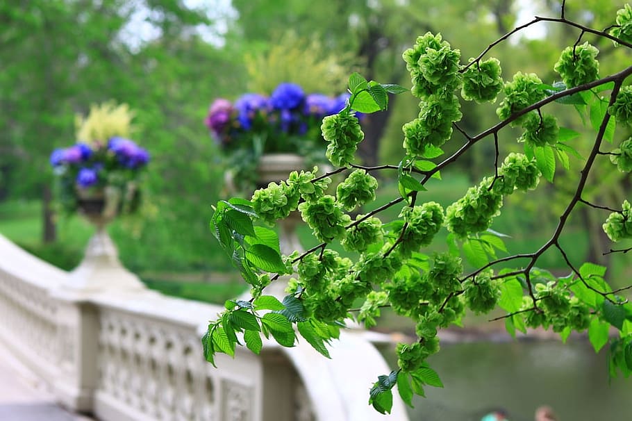 Spring, Flowers, Colors, New, York, manhattan, tree, branch HD wallpaper
