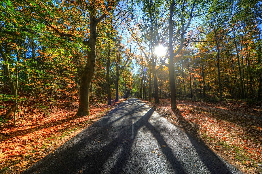 forest, sun, shadow, green, yellow, nature, landscape, light HD wallpaper