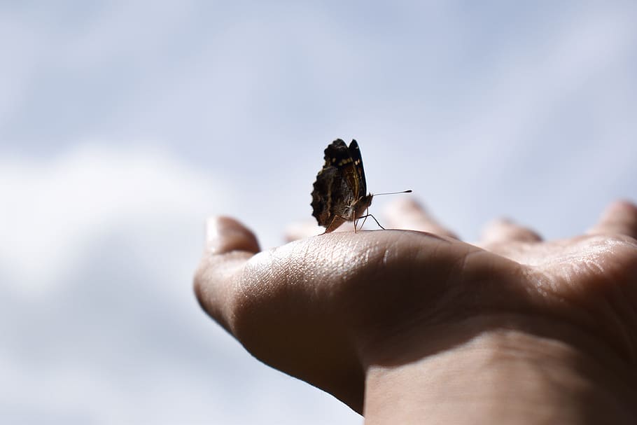 brown butterfly on person's palm, hand, insect, sky, dom, animal HD wallpaper
