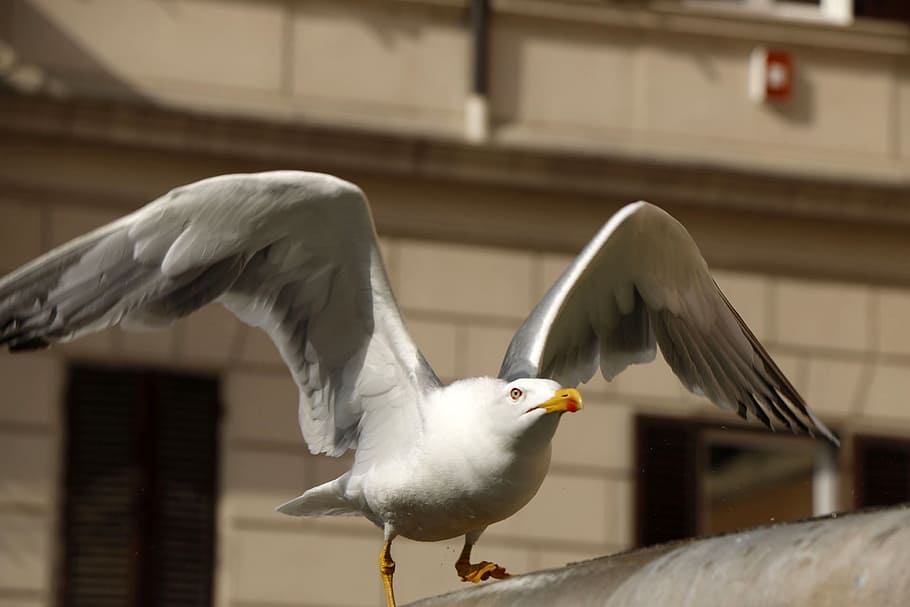 seemoeve, gull, bird, flight, water bird, nature, sea, animals HD wallpaper