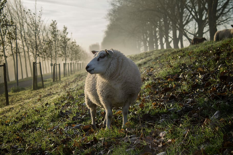 beige sheep, white sheep on grass field, animal, tree, nature HD wallpaper