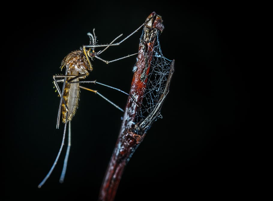 insect, macro, the mosquito, sprig, gossamer, animal themes HD wallpaper