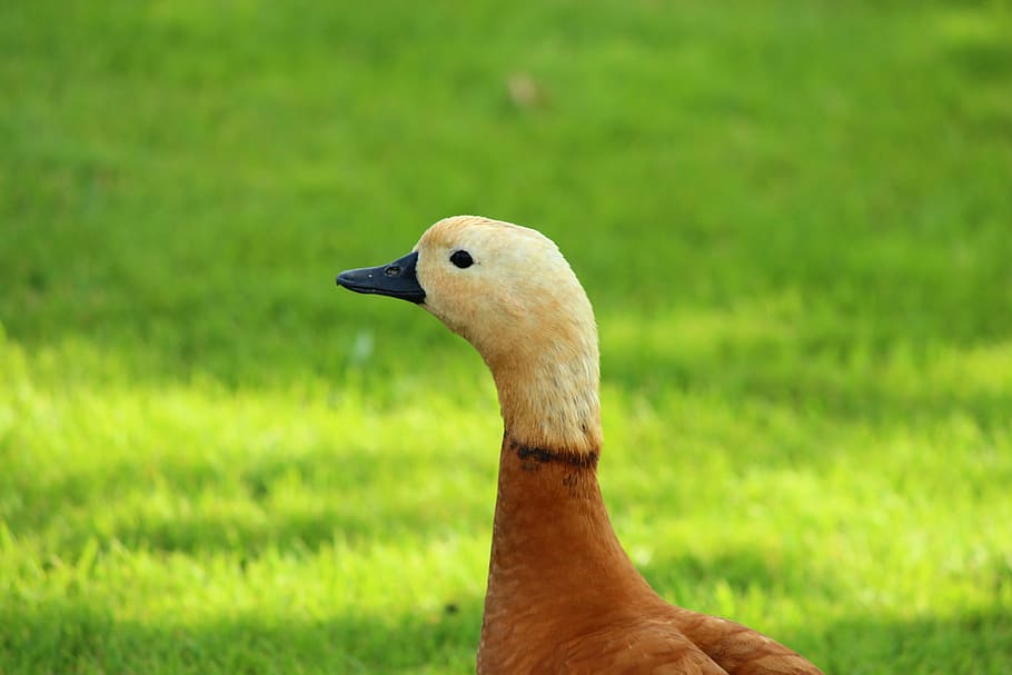 duck, cute, flawless, animal themes, bird, one animal, animals in the wild HD wallpaper