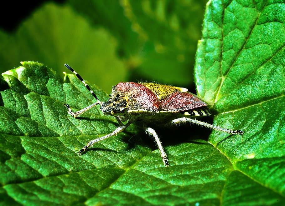 pluskwiak, insect, macro, garden, closeup, summer, plant part HD wallpaper