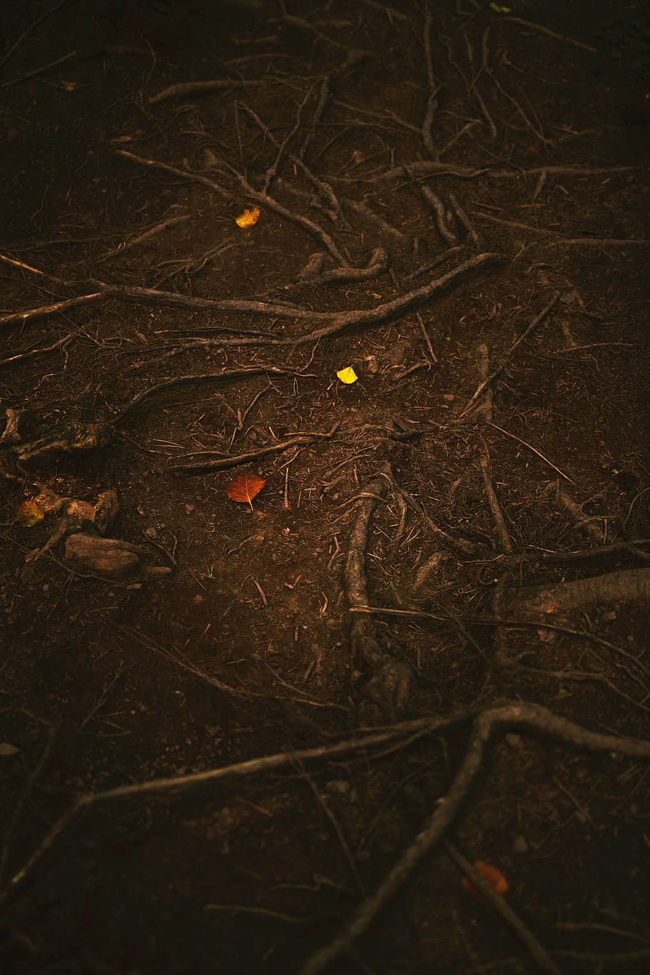 nature, woods, forest, soil, root, no people, land, plant, selective focus HD wallpaper