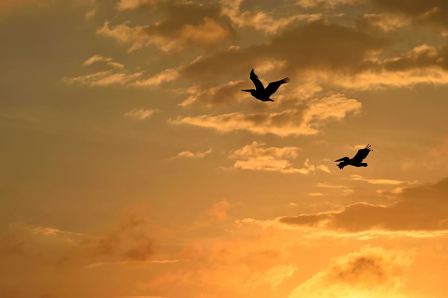 sunset, florida, birds, avian, pelicans flying, sky, wildlife HD wallpaper