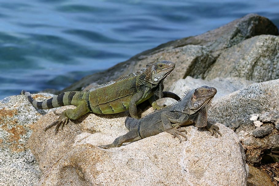 two iguanas standing on gray rock, aruba, lizard, sea, blue HD wallpaper