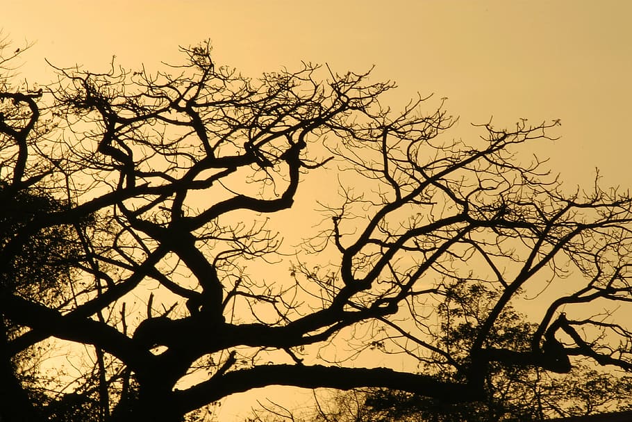 tree, tree silhouette, backlight, nature, landscape, sunset HD wallpaper