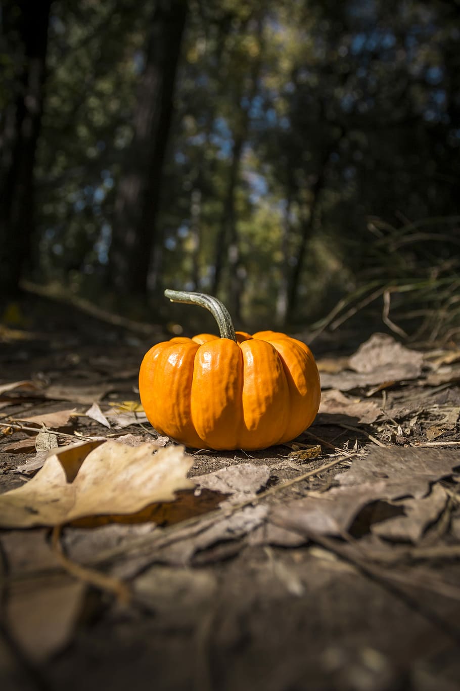 orange squash on ground, orange pumpkin on ground, leaves, trees HD wallpaper