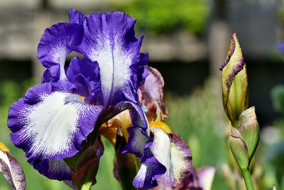 purple and white iris flowers at daytime, iridaceae, blue, spring flower HD wallpaper