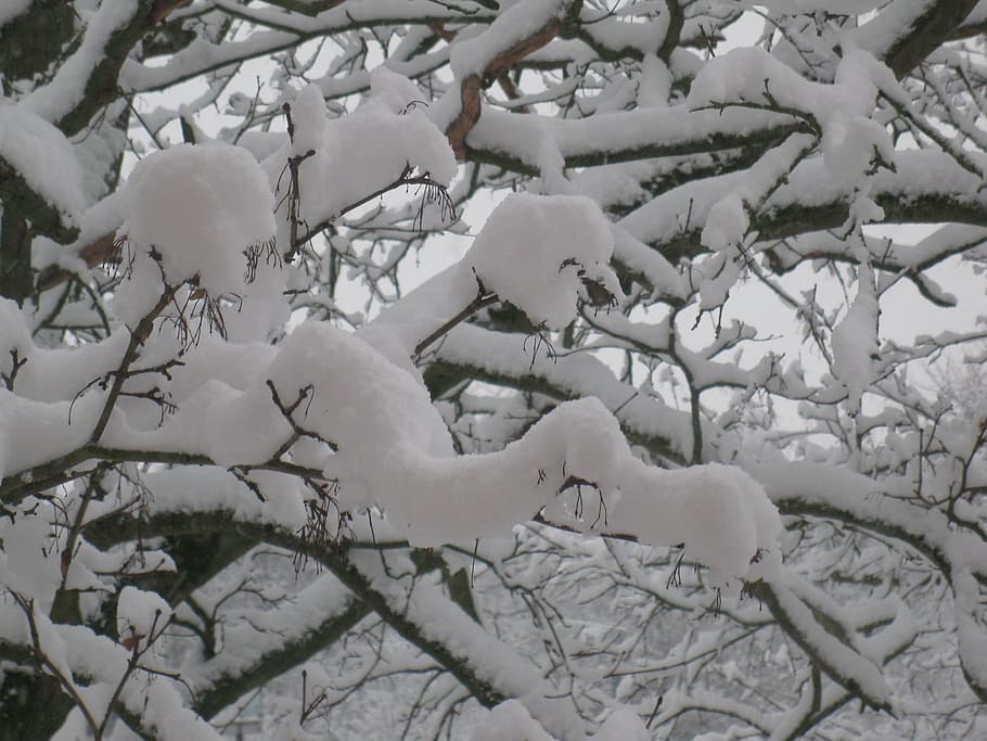 winter, tree, snow, winter trees, frozen, january, forest, nature HD wallpaper