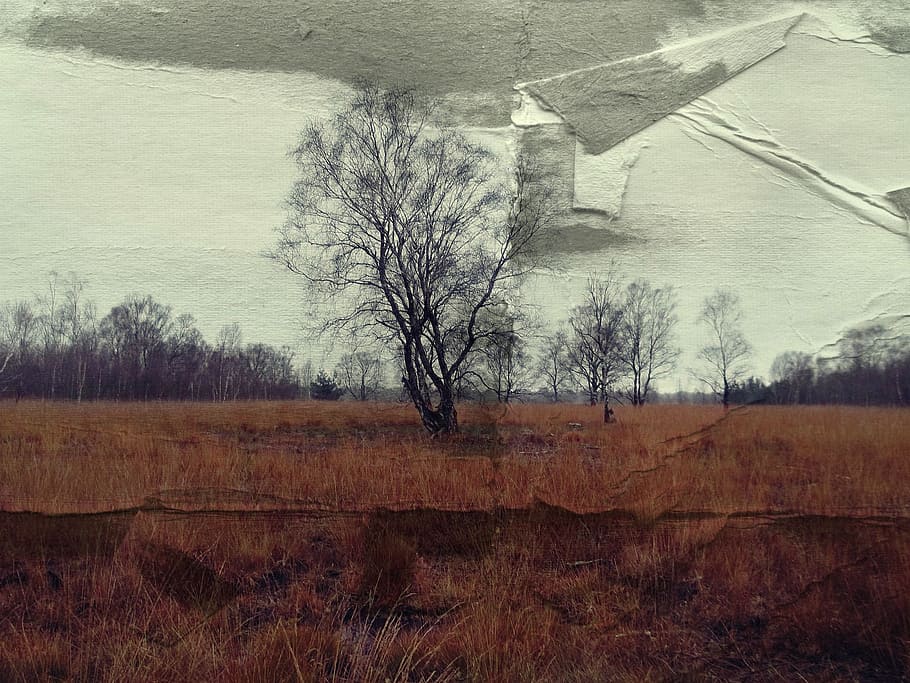 bare tree on grass field, paper, veiling, background, kahl HD wallpaper