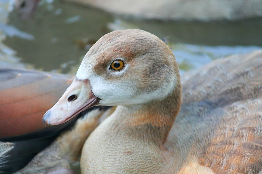 brown duck on body of water, nilgans, young, chicks, water bird HD wallpaper