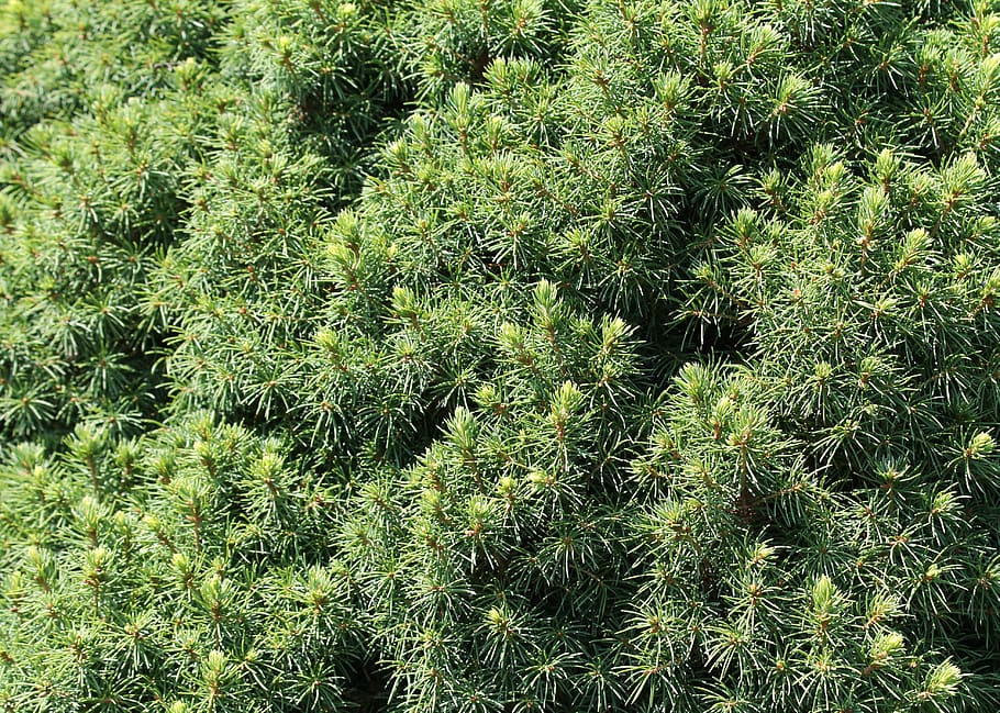 background and textures, pine, wood, pattern, nature, natural HD wallpaper