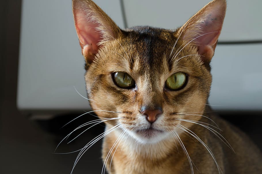 tilt shift lens photography of brown cat, abyssinian cat, head HD wallpaper
