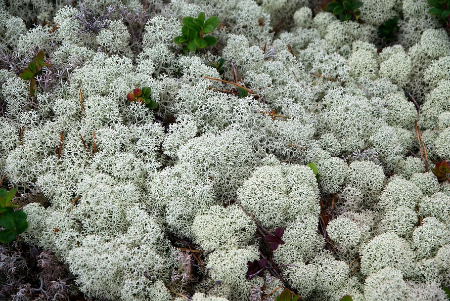 Finland, Lichens, Foams, full frame, no people, day, close-up HD wallpaper
