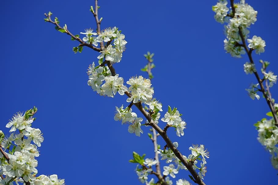 Cherry Blossoms, Branch, White, Flowers, tree, flowering twig, HD wallpaper