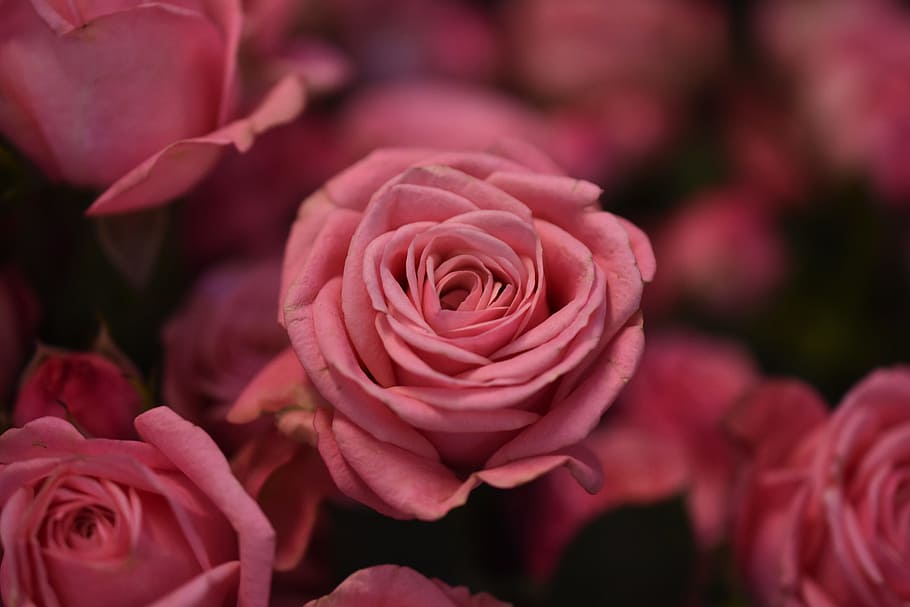 shallow focus photography of pink flowers, rose, petal, blooming, HD wallpaper