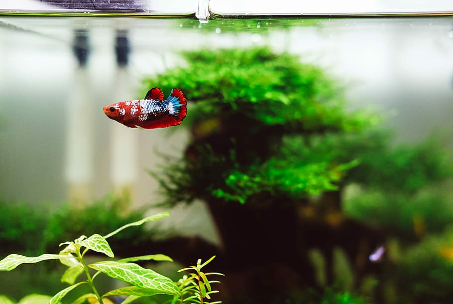 red and blue beta fish, red, white, and blue betta fish swimming in aquarium