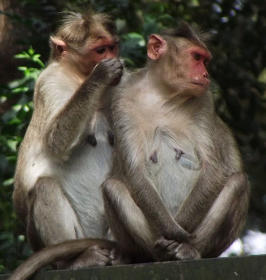 help, monkey, animals, group of animals, mammal, primate, animal wildlife HD wallpaper
