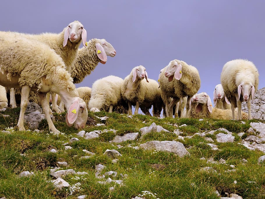 sheep, flock, animal, mountain, grass, mammal, animal themes HD wallpaper