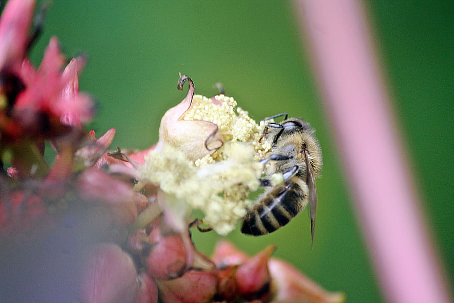 bee, animals, insect, close, pollination, honey, walk in the park HD wallpaper