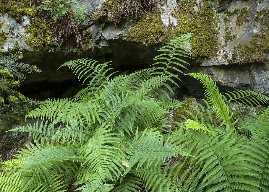 Fern, Green, Green, Plant, Leaf, Nature, wild plant, rock, moss HD wallpaper