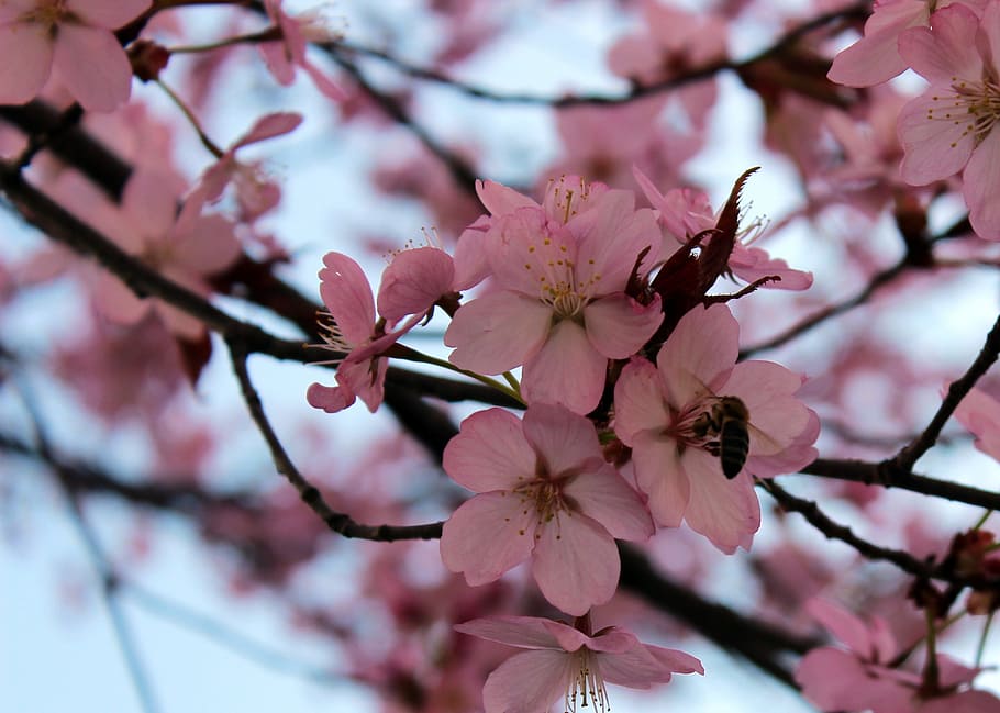 tree, flowers, spring, pink, nature, close, bee, flowering plant HD wallpaper