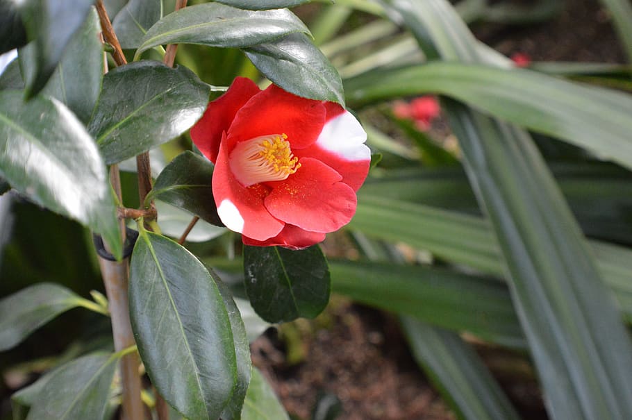 camelie, flora, blossom, bloom, flower, red white, plant, flowering plant HD wallpaper