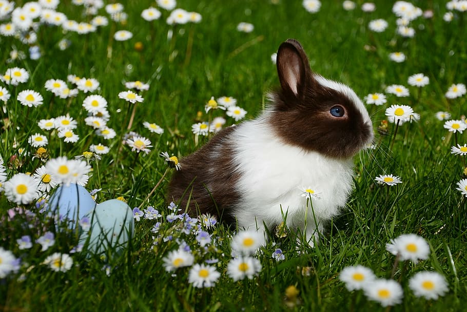 white and black rabbit near white flowers during daytime, easter