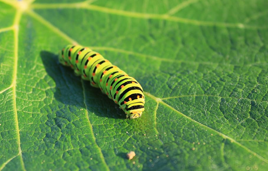 caterpillar, green, leaf, lepidoptera, papilionidae, swallowtail HD wallpaper