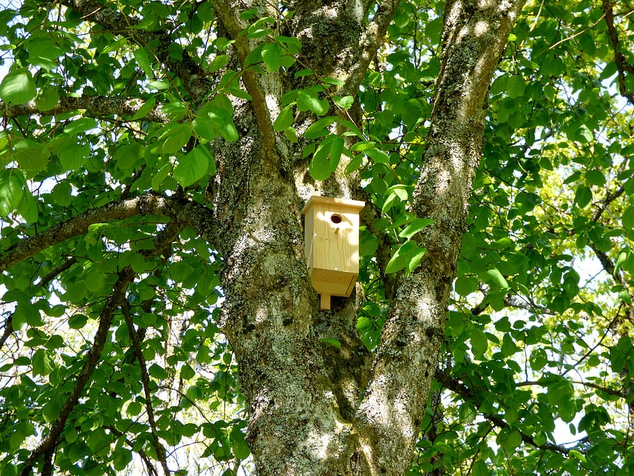 birdhouse, tree, leaves, plant, growth, leaf, plant part, branch HD wallpaper