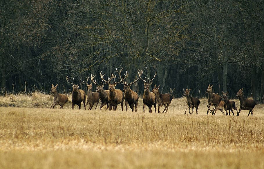 herd of moose on grass, animals, running, deer, forest, wildlife HD wallpaper