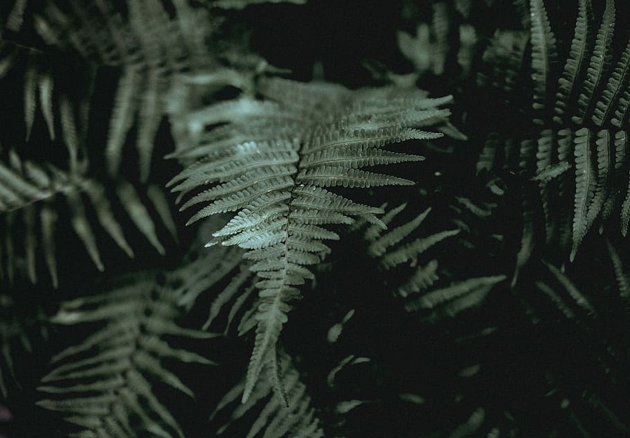 shallow focus photography of green fern plant, Ferns, leaf, backgrounds HD wallpaper