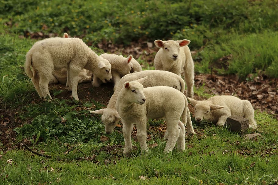 sheeps on grass field, lamb, animal, cute, schäfchen, animal world HD wallpaper