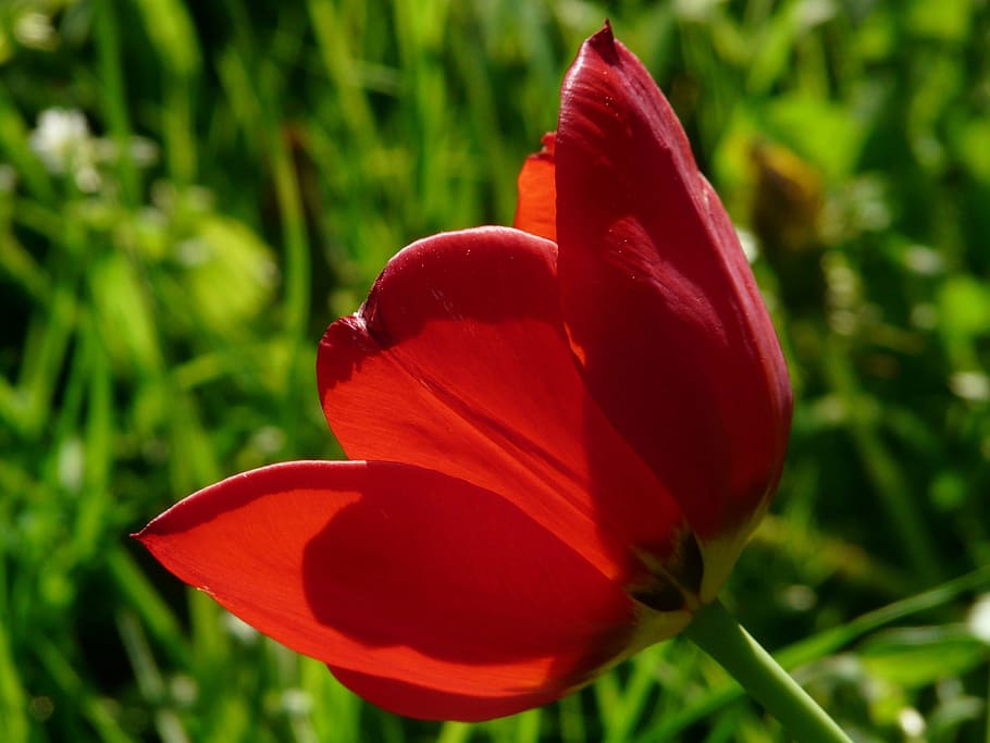 Tulips, Back Light, Beautiful, red, tulpenbluete, flowers, colorful HD wallpaper