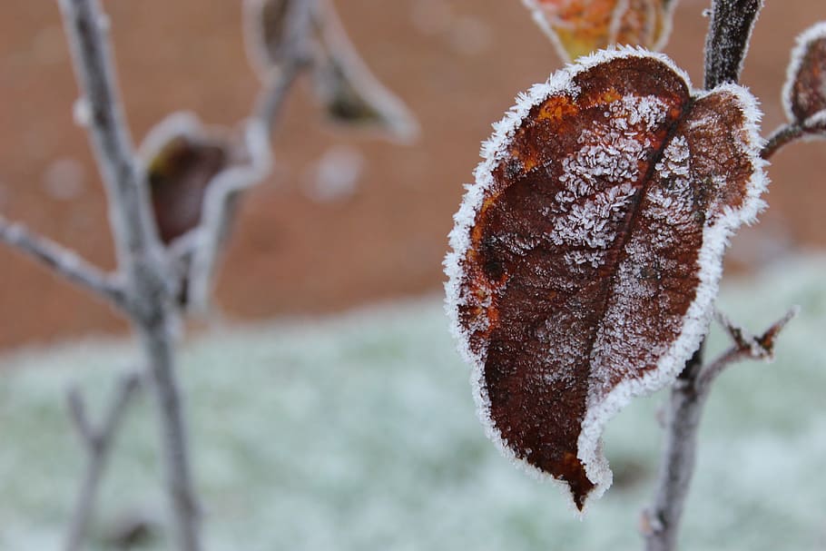 frost, winter, leaf, snow, outdoor, frosted, leaves, frozen HD wallpaper