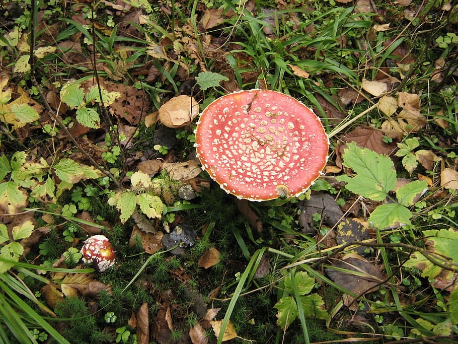 Mushrooms, Toadstool, Wild, Forest, red, plants, green, leaves HD wallpaper
