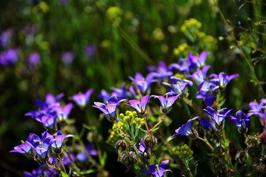 purple petaled flower field, wildflowers, the bluebells, spring, HD wallpaper