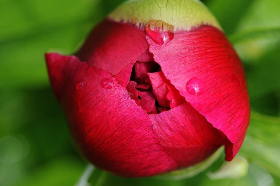 Peony, Drip, Raindrop, Nature, macro, beaded, drop of water HD wallpaper